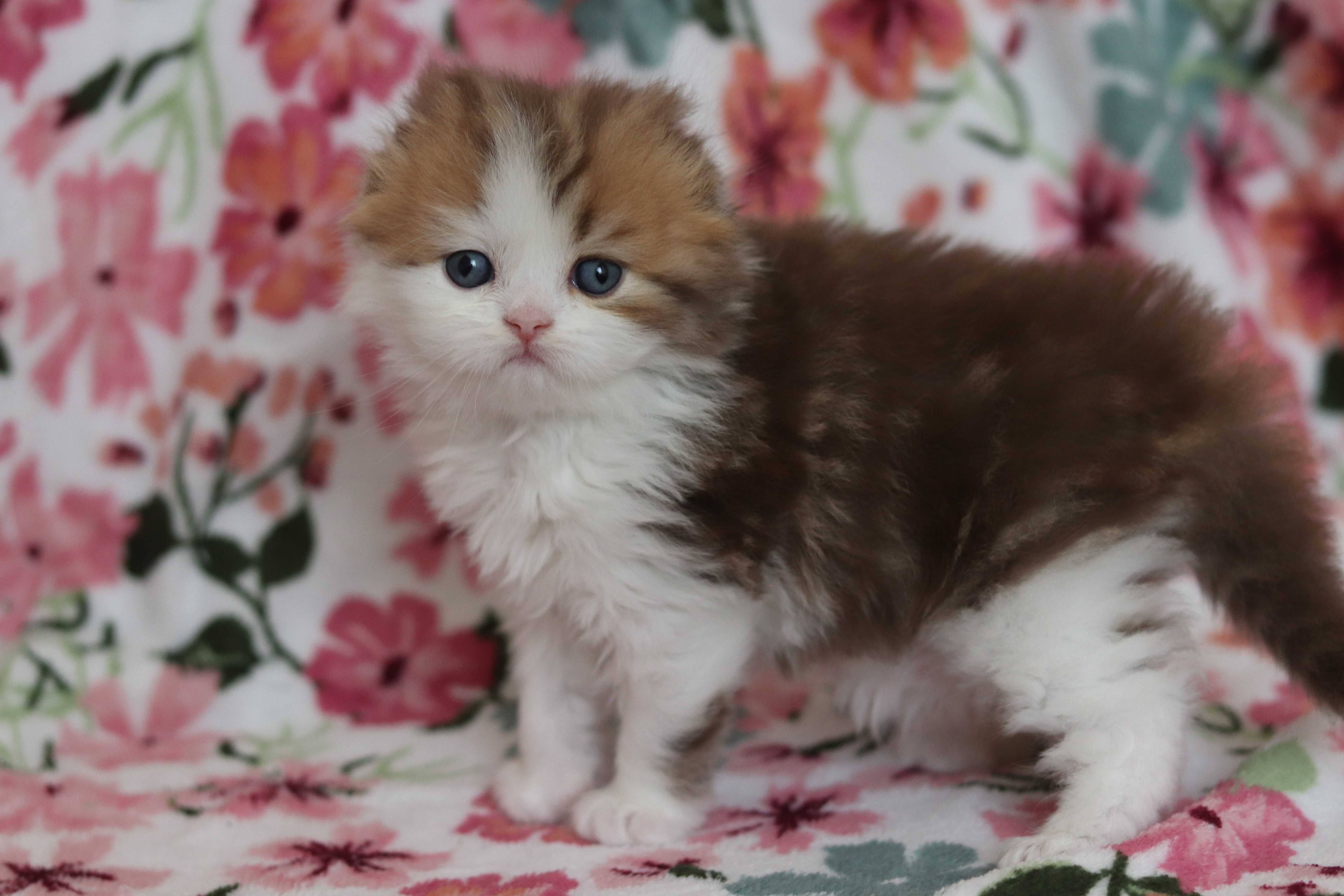 Szkocki zwisłouchy prostouchy Scottish fold straight WCF CZEKOLADOWE