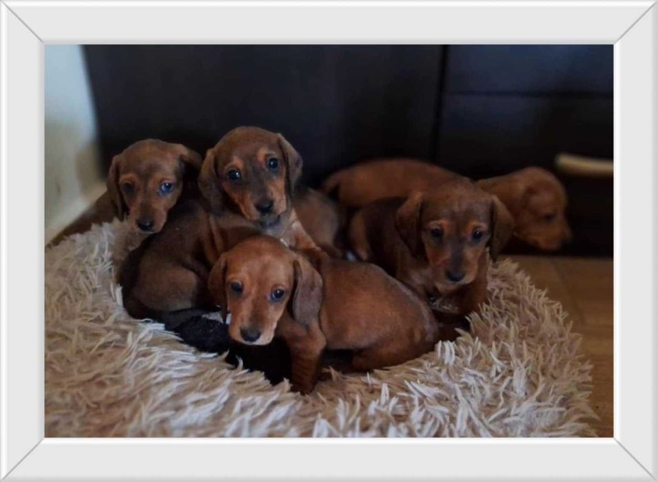 Jamnik krótkowłosy miniaturowy/króliczy marmurkowy ZKwP FCI