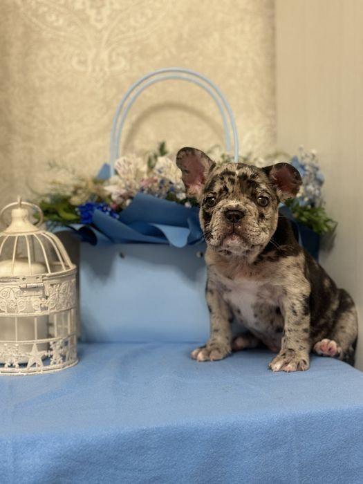 Цуценята французький бульдог