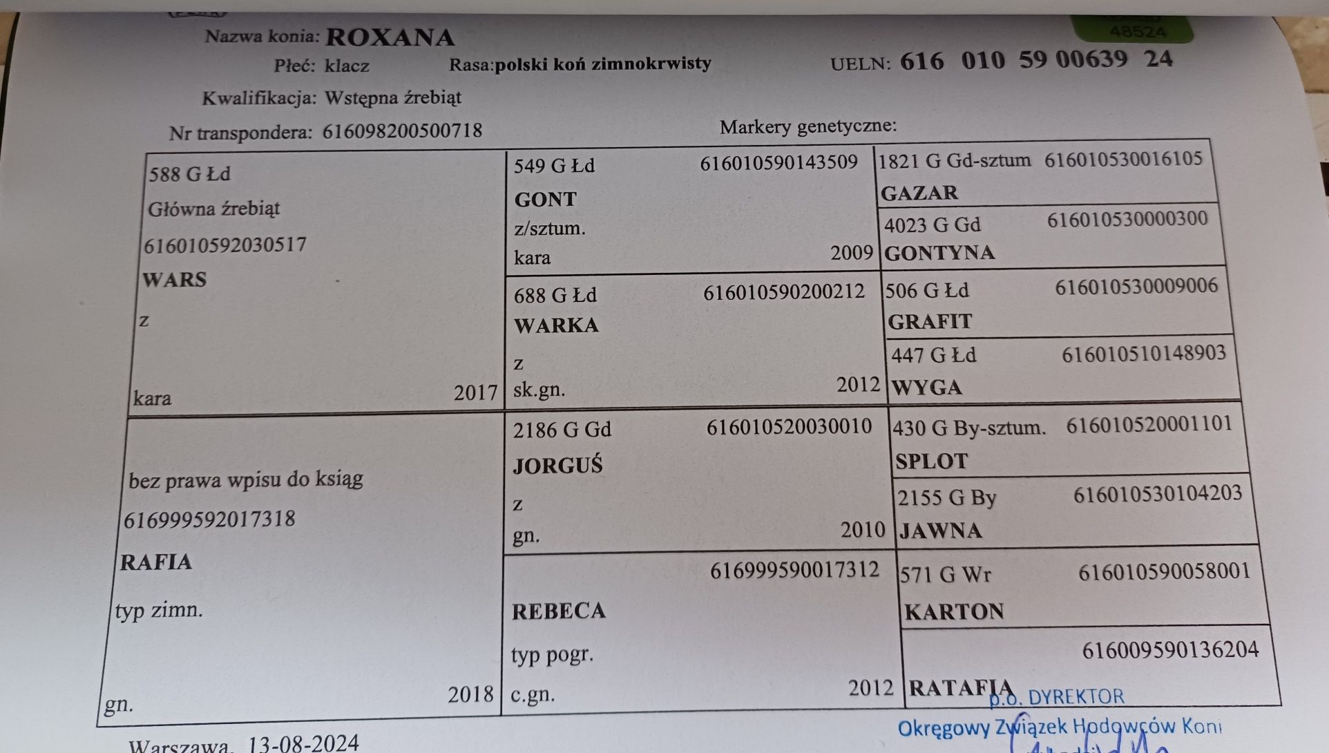 Żrebica zinnokrwista