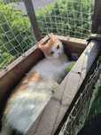 Pinokio - piękny kot poleca się do adopcji