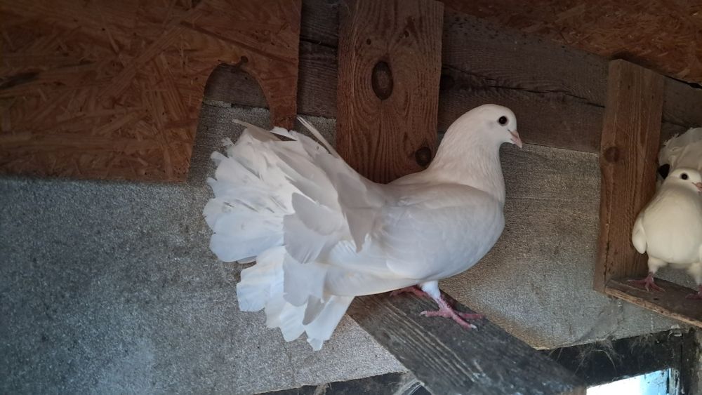 Gołębie pawiki samce samice