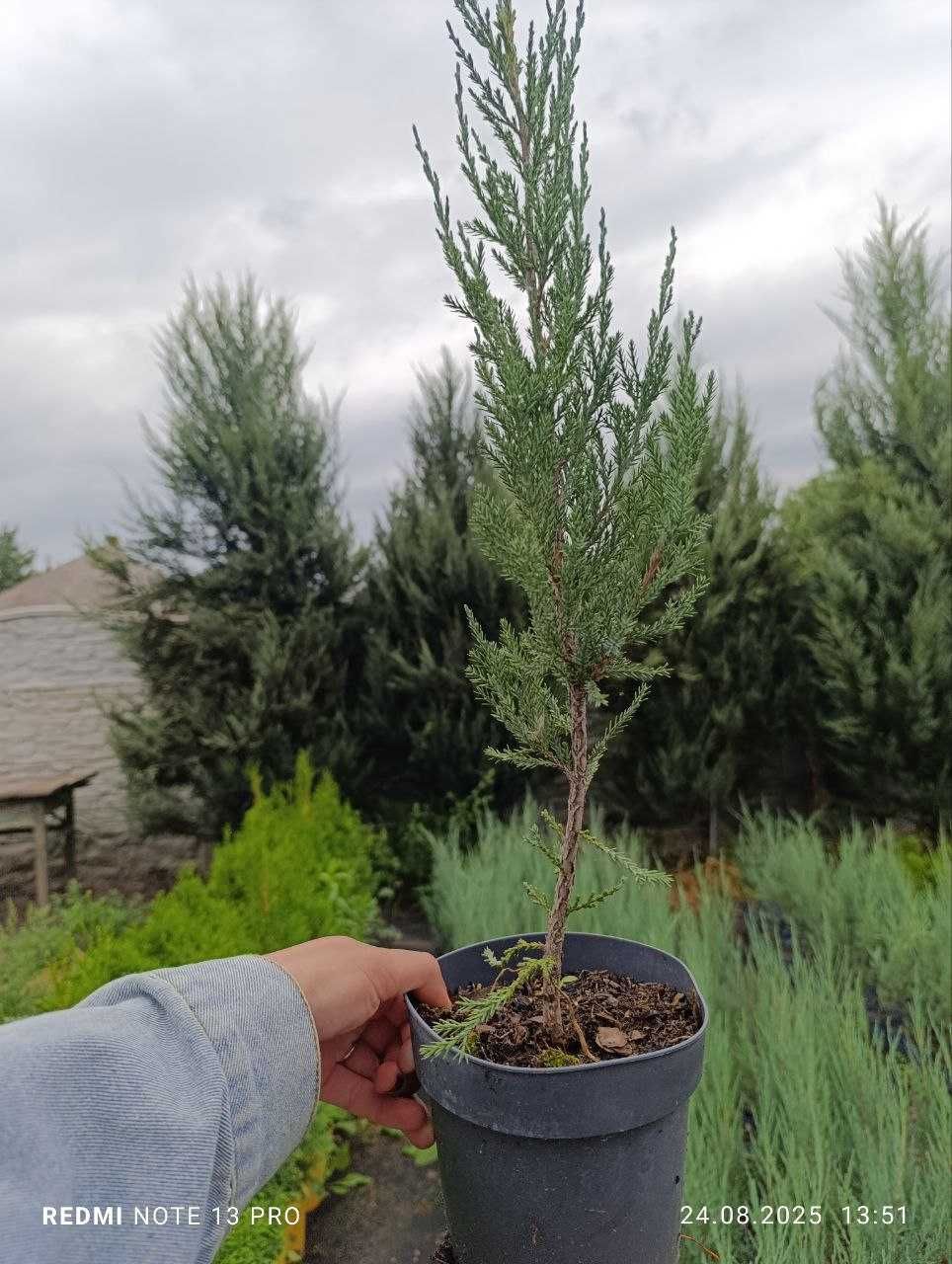 Можжевельник скальный Блю Арров