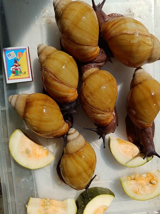 За всех 500 продам домашних улиток архахатины икретика