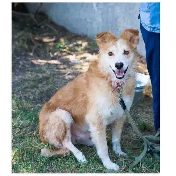 Особенный пес ищет дом