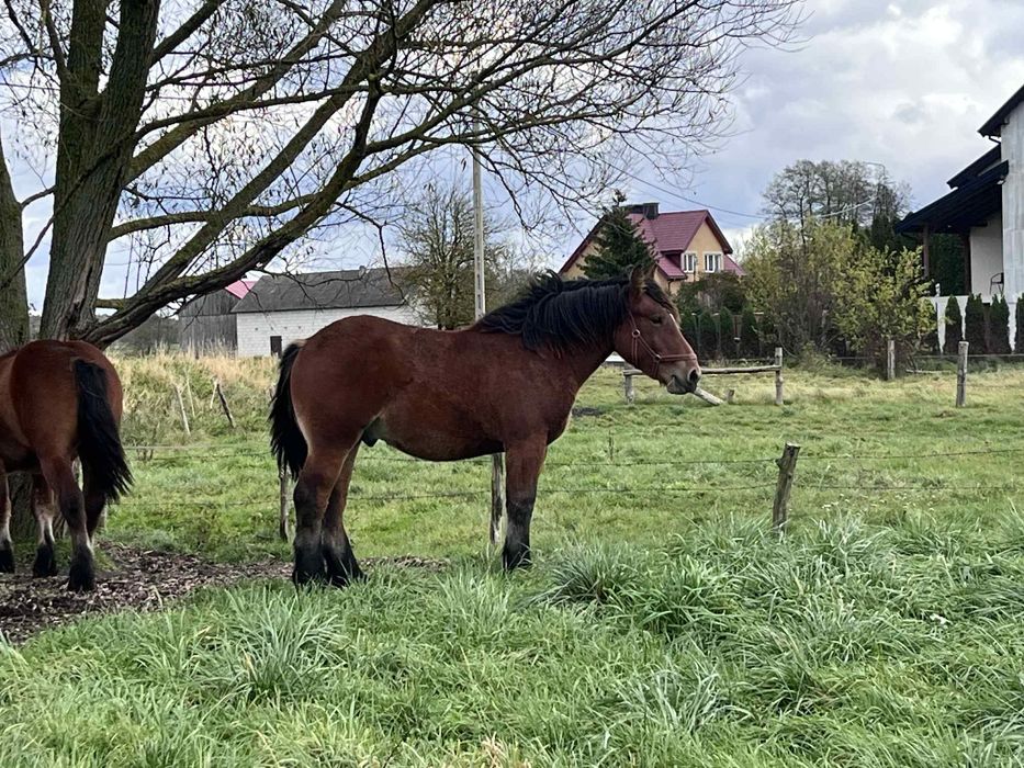 Roczne ogierki zimnokrwiste po Apollon de Mairy!
