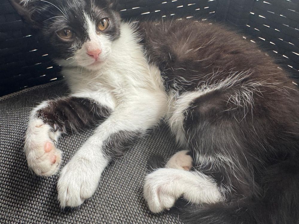 Doação de gatos com desparatizacão e chip