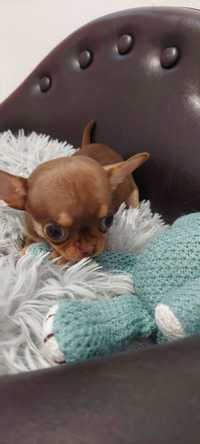 Chihuahua maleńki  czekoladowy piesek