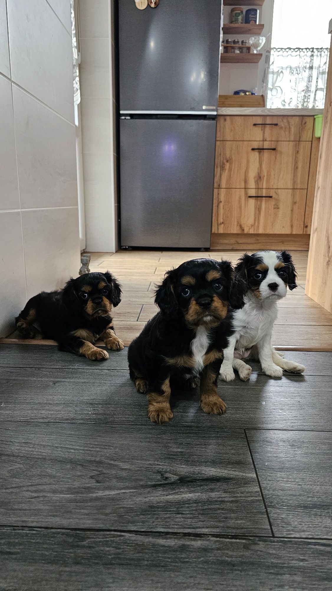 Cavalier King Charles Spaniel Axel