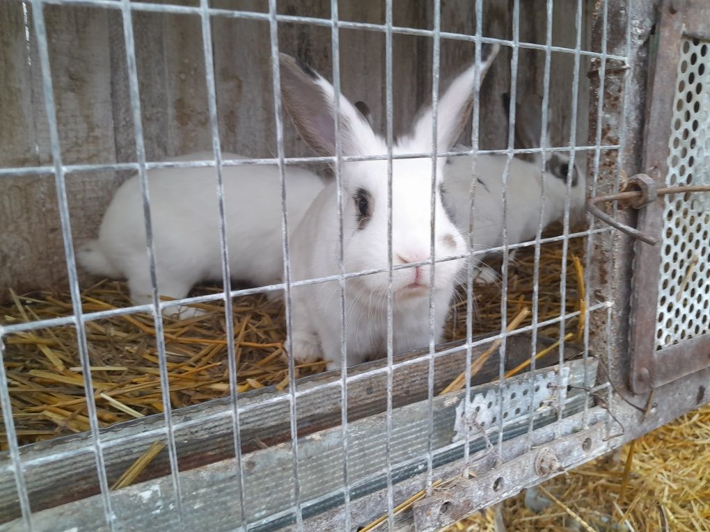 Продам  кролей карликовых