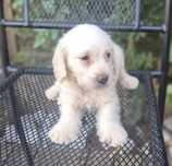 Labradoodle Dziewczynka  ! Gotowa do Odbioru !