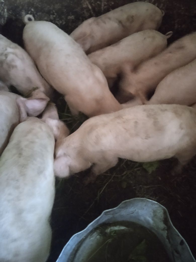 Продам свині недорого
