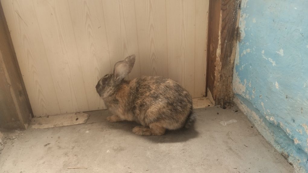 Samica zakocona polecam