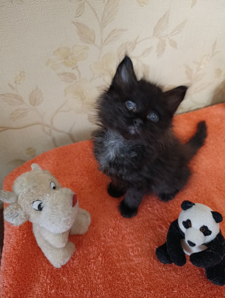 Котенок в хорошие руки