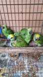 Amazona ochrocephala e aestiva