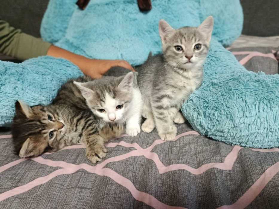 Кошенята в добрі руки