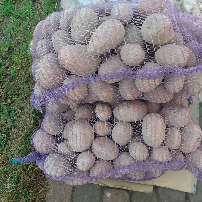 ziemniaki bella rossa