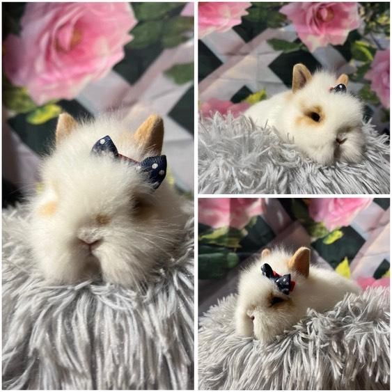 Karzełki Teddy Mini