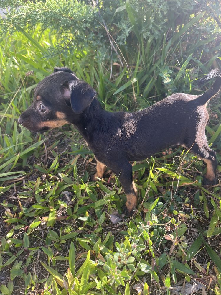 Menino pinscher miniatura