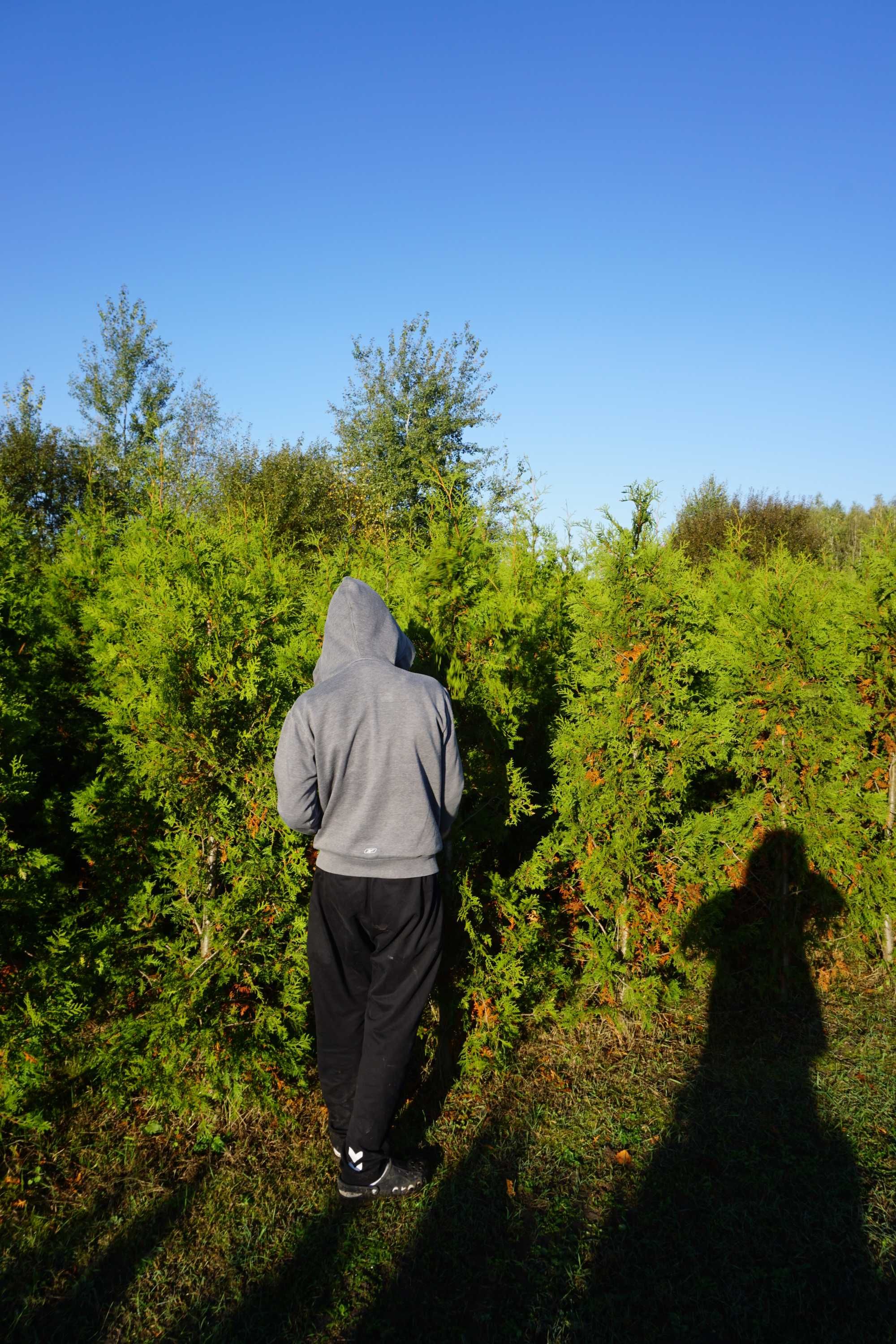 200cm _‼️_ thuja BRABANT _‼️_ tuja szpalerowa żywopłot ‼️ TRANSPORT ‼️