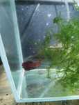 Oddam bojownika samica