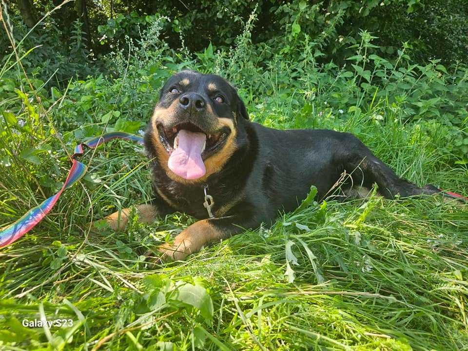 Atos-młody psiak w typie rottweiler, tylko odpowiedzialny dom