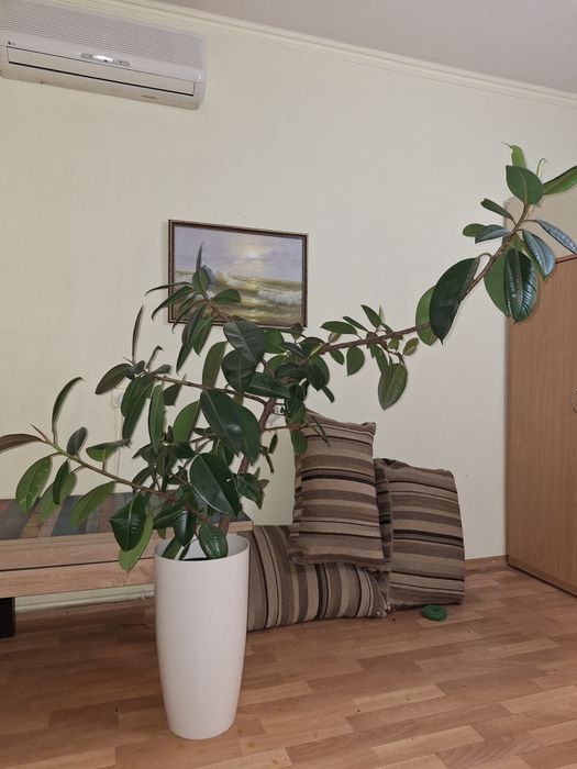 Фикус каучуконосний з горшком