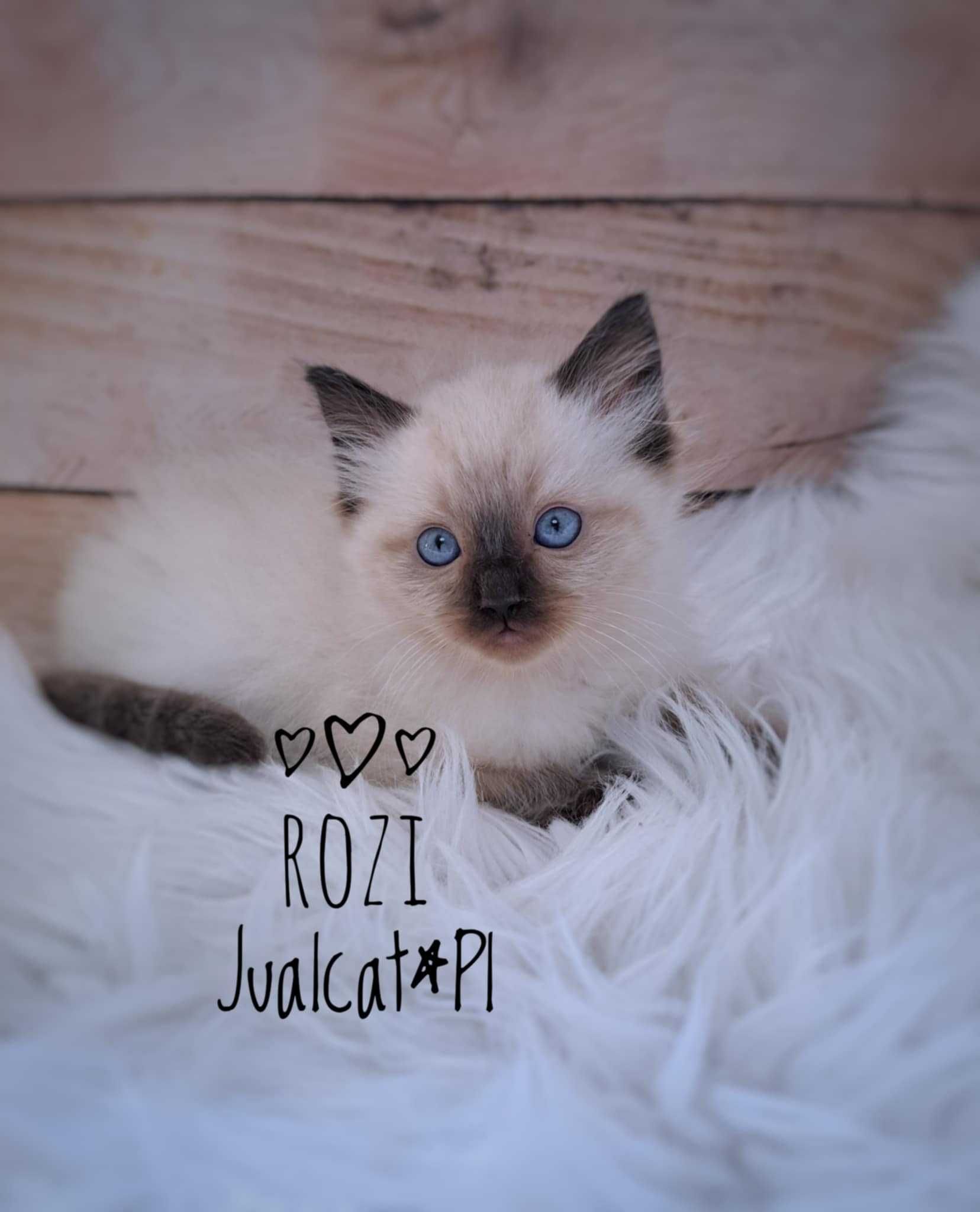 RAGDOLL Kotka seal colorpoint Rag n Rodówod FPL