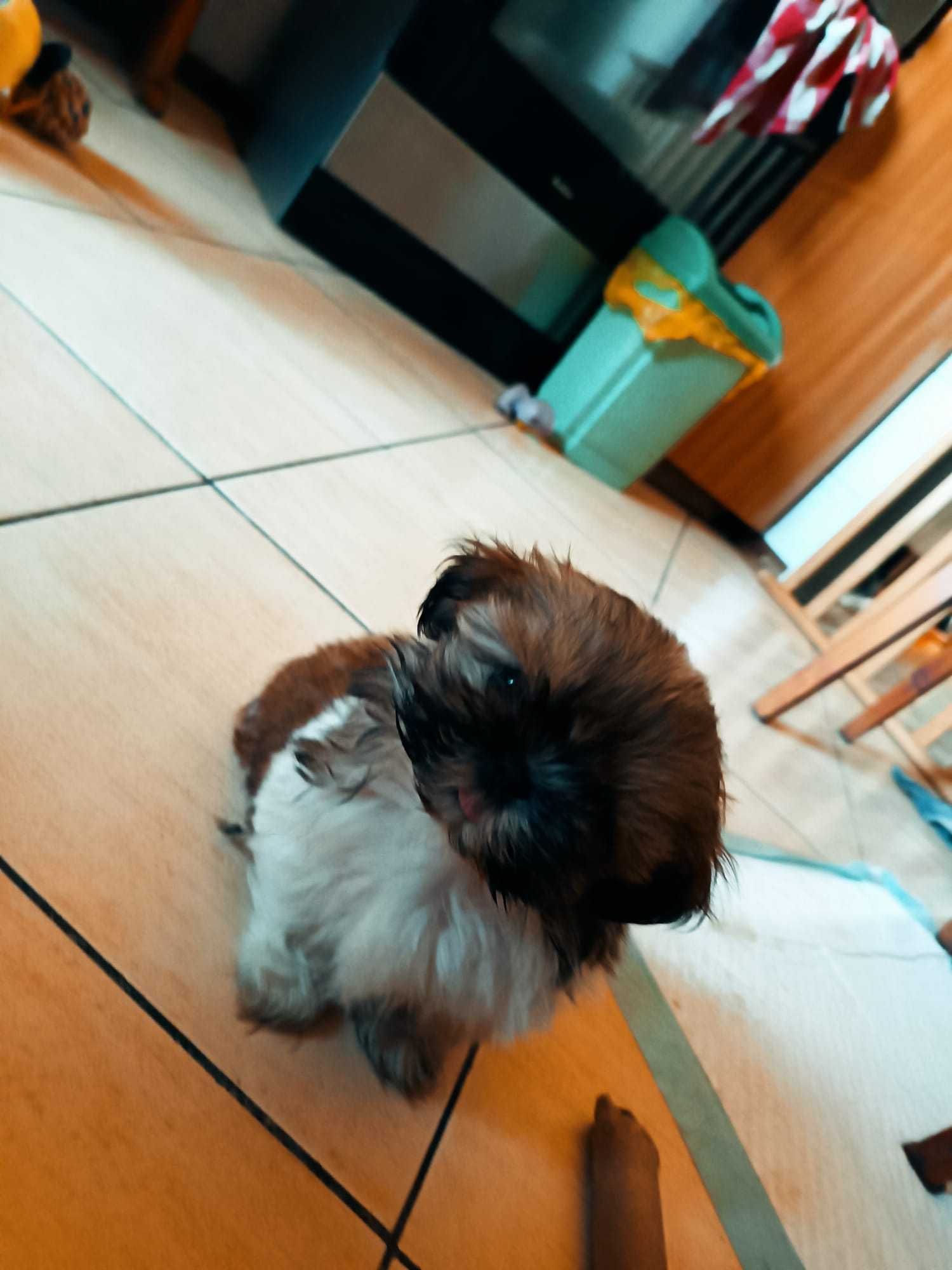 Śliczne Shih Tzu
