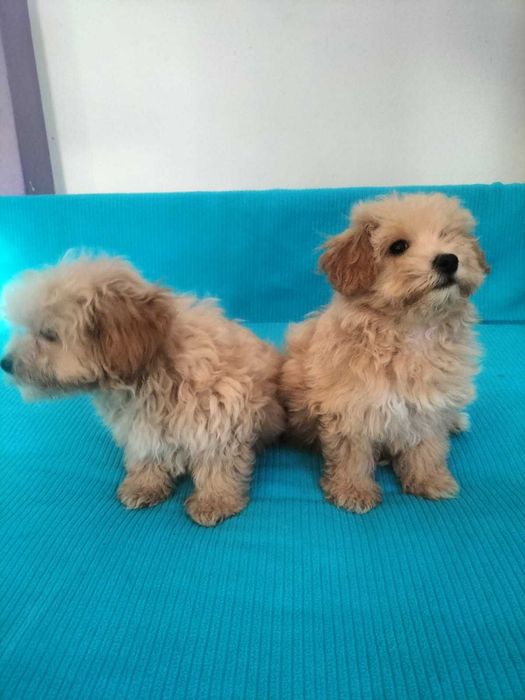 śliczny piesek maltipoo