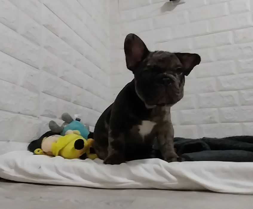 Мальчик французский бульдог