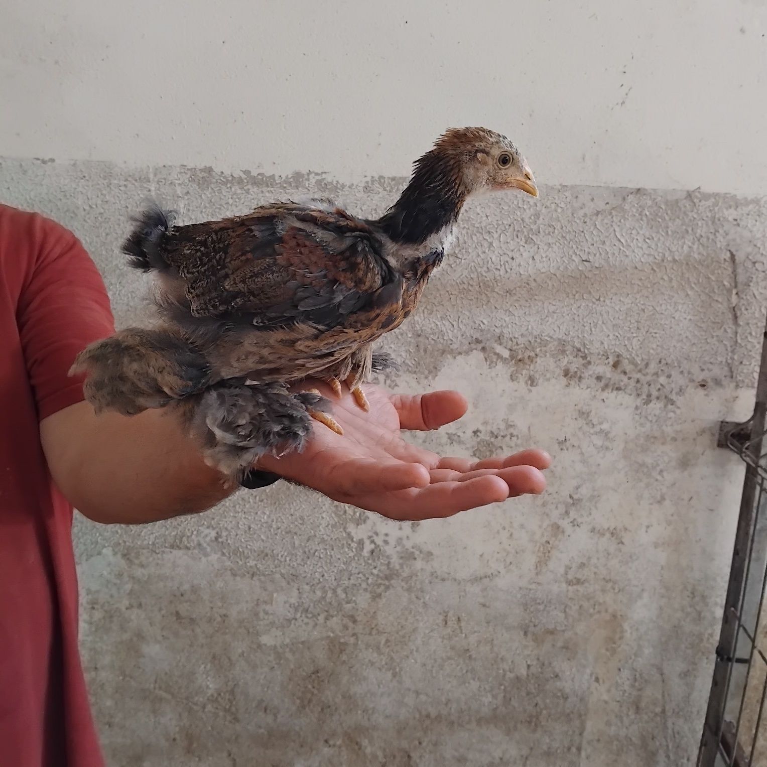 Pintos Brahma Perdiz