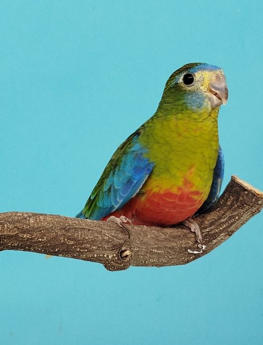 Neophema Turquoisine Fêmea Verde 2025 Para Cedência