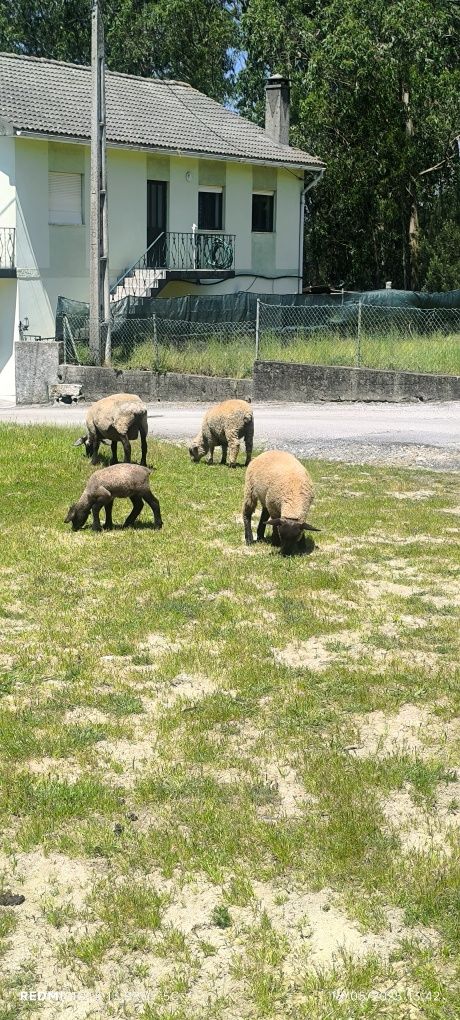 Borrego suffolk .