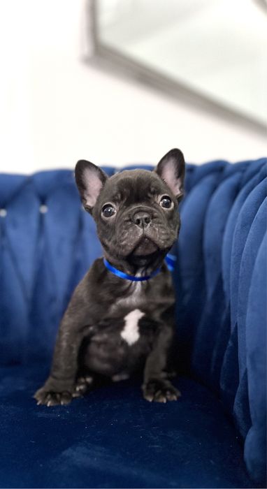 Buldog francuski marengo