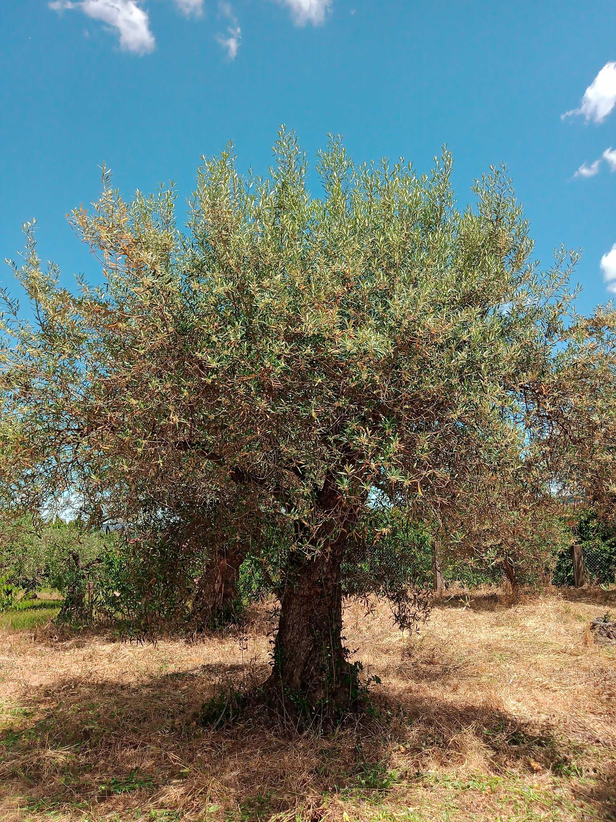 Oliveiras velhas para venda