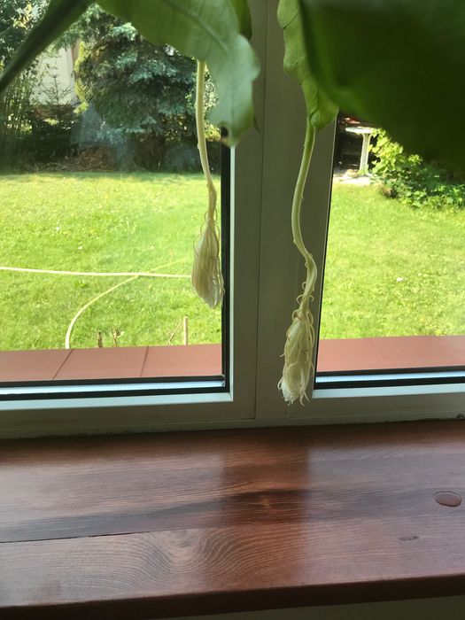 Epifilum epiphyllum młoda sadzonka jasne kwiaty