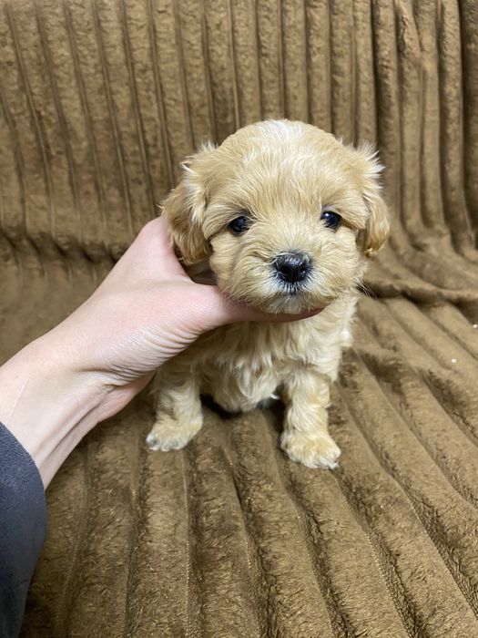 Мальтипу мини девочка