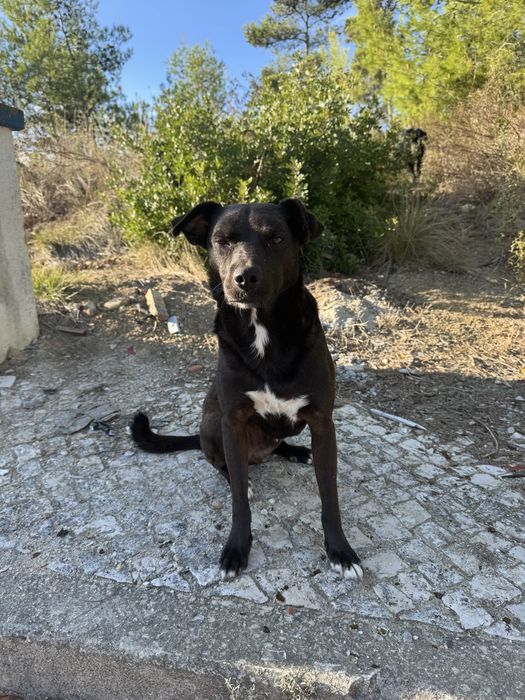 Procura-se família para adoptar – para cão resgatado da rua