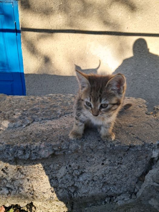 Кошенята безкоштовно