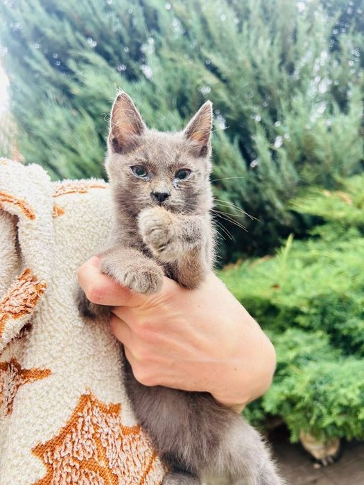 Котята, 3 місяці,корабельний рн