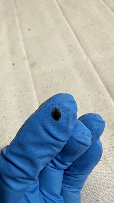 DESINFESTAÇÃO CONTROLO D EPRAGAS PERCEVEJOS BARATAS PULGAS TÉRMITAS