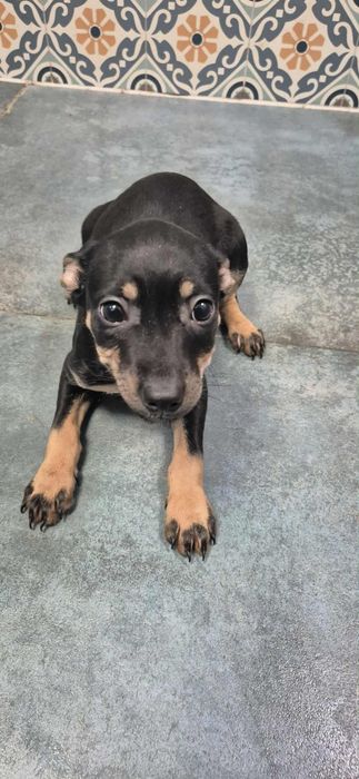 Szczenięta do odppowiedzialnej adopcji