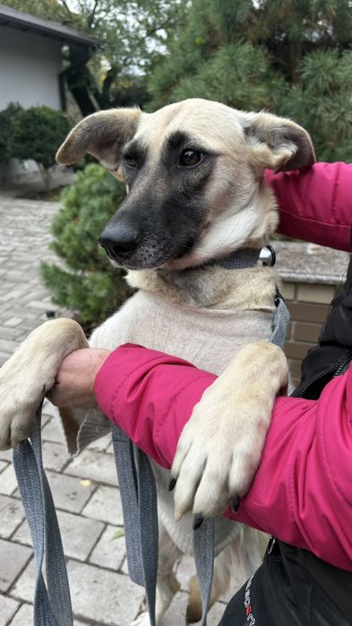 Собачка в люблячу сім'ю