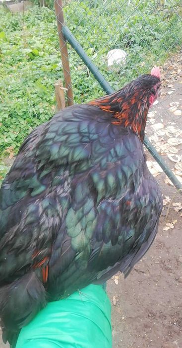 Gęsi landes pomorska kartuska