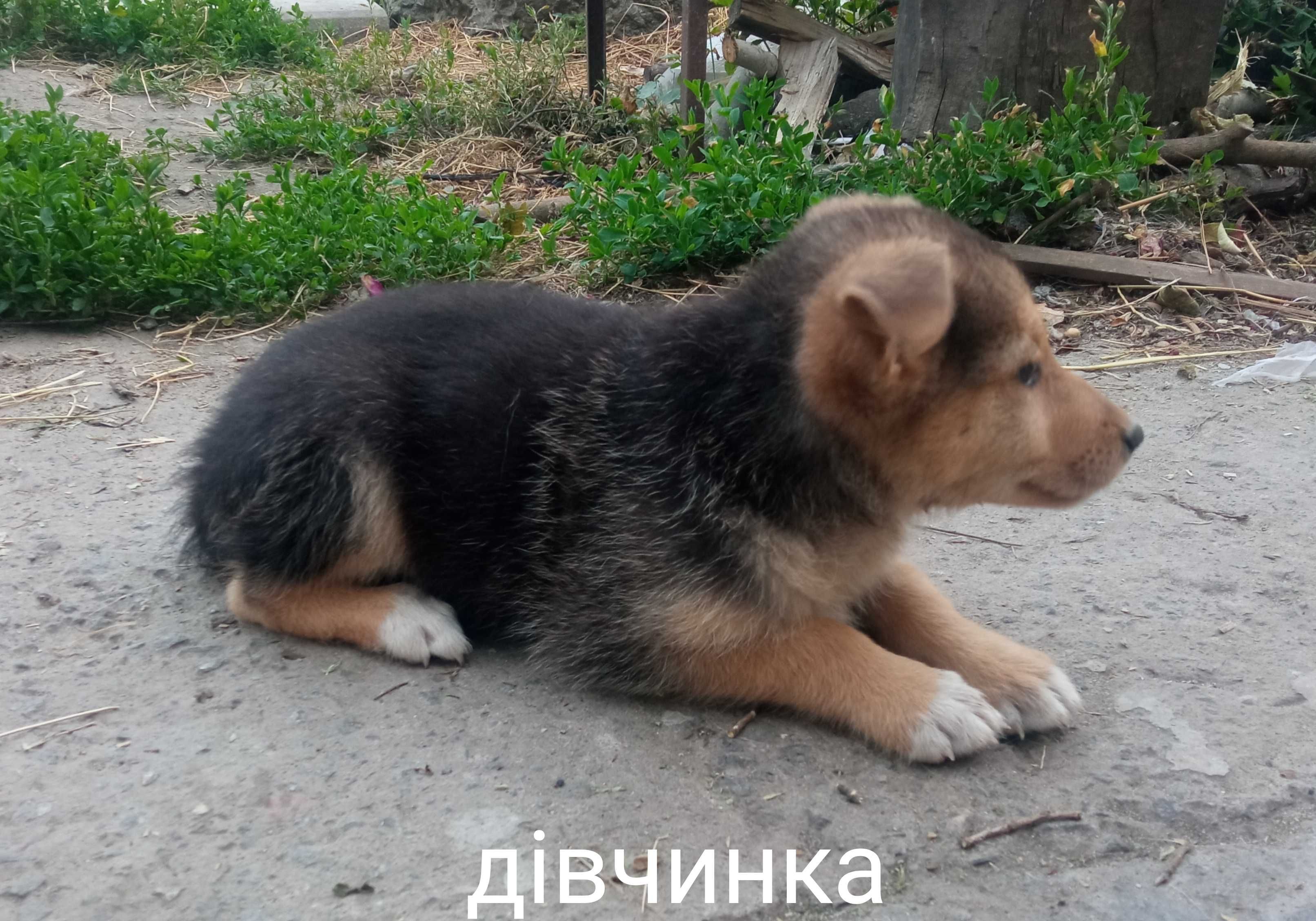 Безкоштовно віддамо цуценят в добрі руки