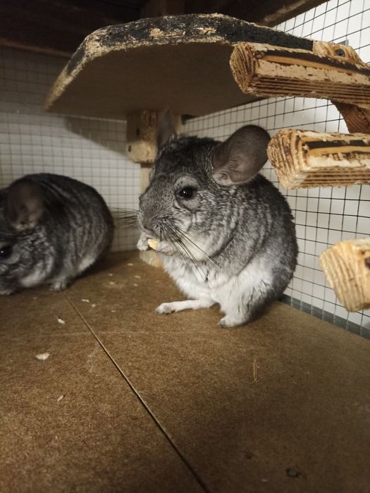 Oddam wzamian za pokarm 3 szynszyle.