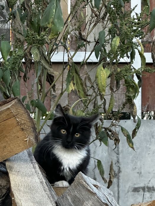 Кошенята, коти, котики