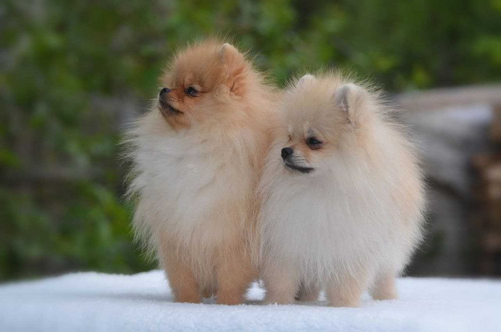 Померанські шпіци з розплідника