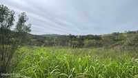 Propriedade rural com ruína e terreno de 25 hectares perto de Luzianes